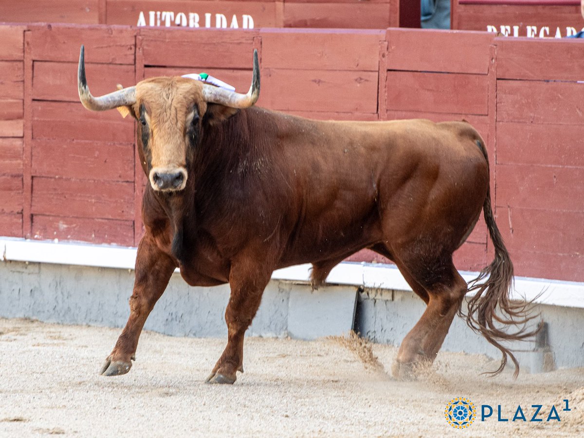 Paloma Sánchez-Rico de Terrones