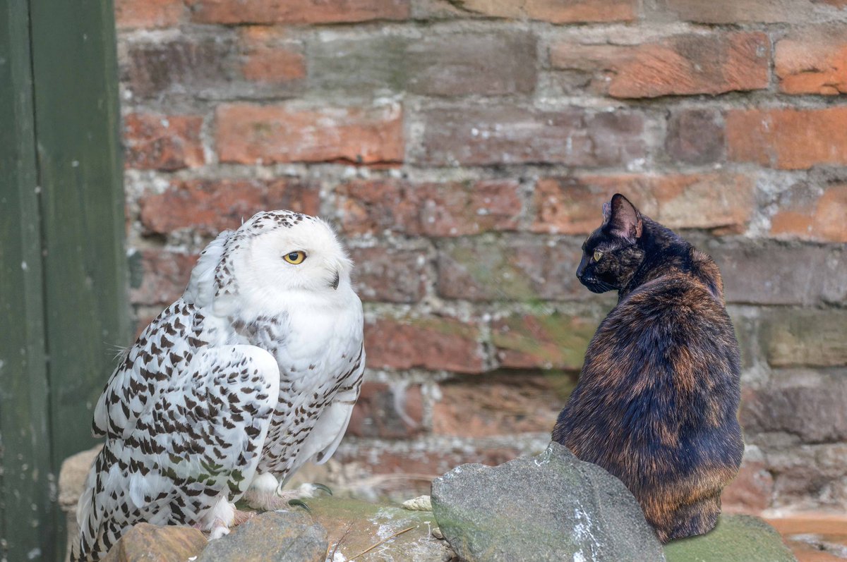 As the hashtag is trending, here’s me with a superb owl. 🦉 #Superbowl