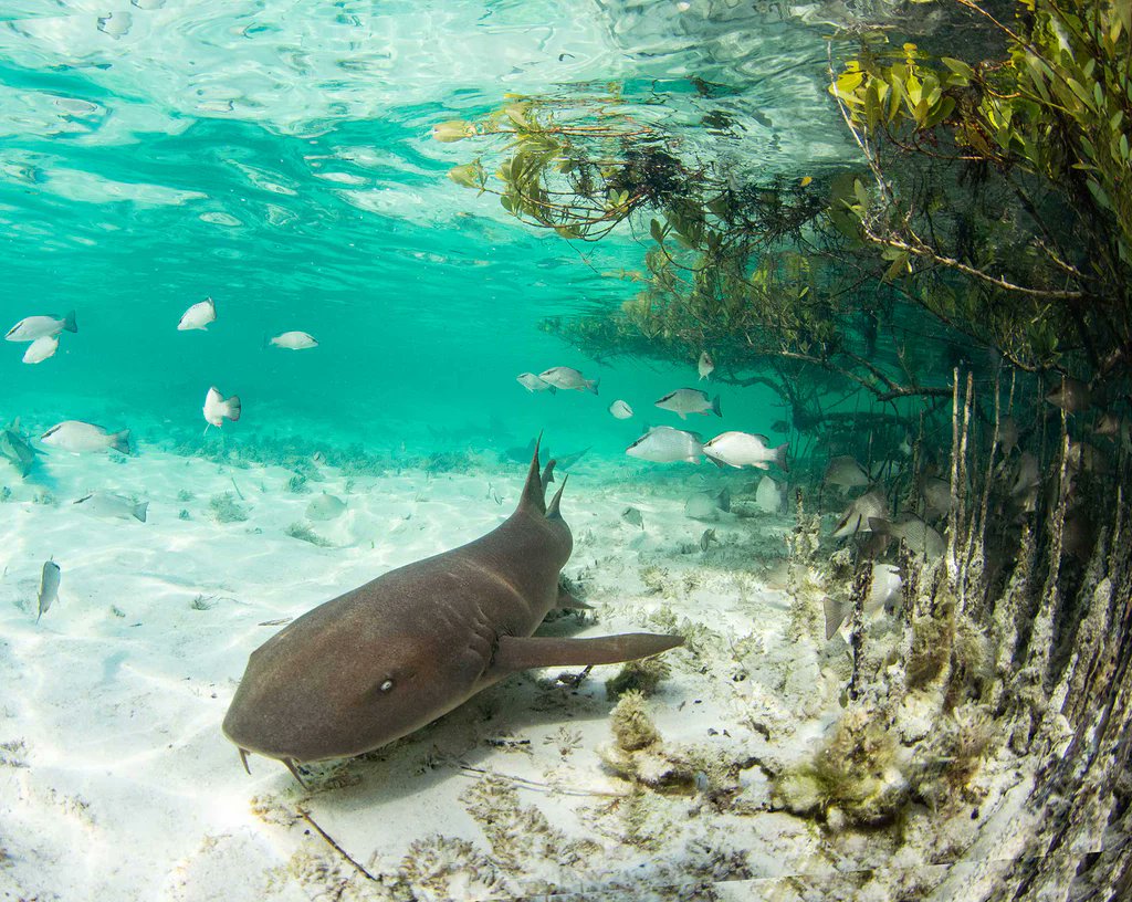 "The physiological stress response of juvenile nurse sharks (Ginglymostoma cirratum) to catch-and-release recreational angling"⁠
⁠
New open-access research paper about juvenile nurse shark stress responses!⁠
⁠
journals.plos.org/plosone/articl…
⁠
📷️: @biminisharkgirl