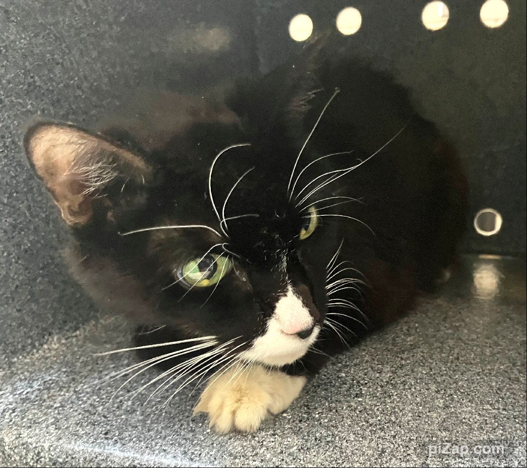 NYC's DEATH ROW CATS tweet media