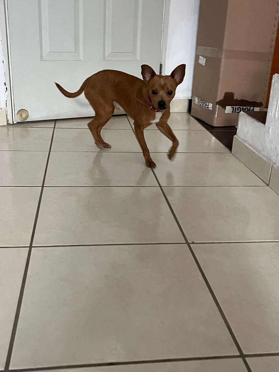 Luencefra's tweet photo. @adoptagdl #adopcion #gdl #zapopan 
En adopción perrito de alrededor 6 meses, se encontraba abandonado 
Informes: MD
3329519380 https://t.co/0s1FPS0Lfq