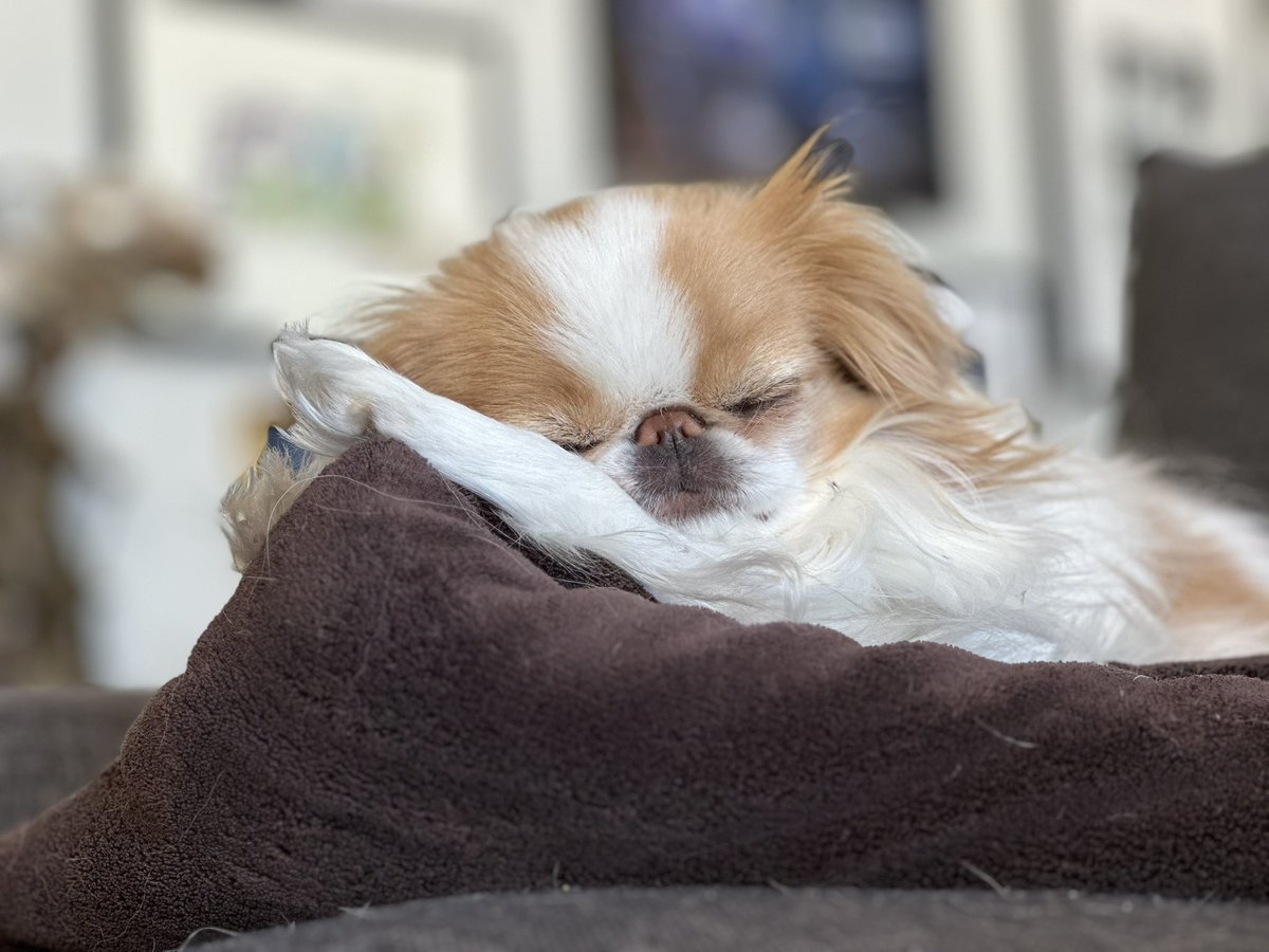 Lindathedog1's tweet photo. Morning nap. https://t.co/0v7W7gRRLQ