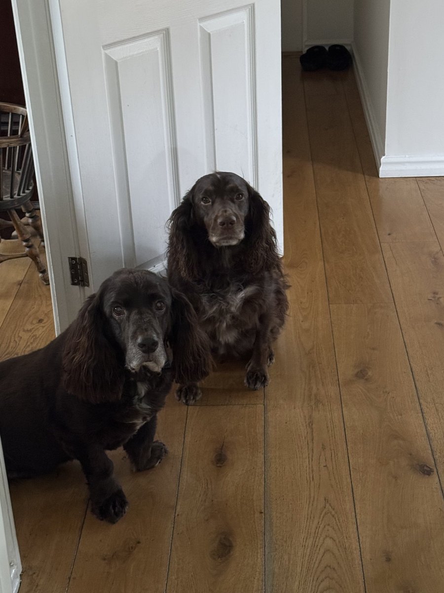 yarmySue's tweet photo. My two gorgeous ones waiting for their walk this morning! #dogsoftwitter #spaniels #woodysprocker #rolococker https://t.co/QN6IklqP85