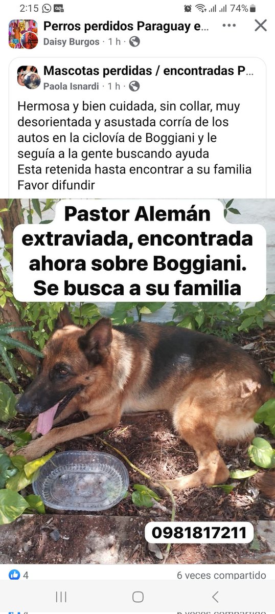 Miravalpy's tweet photo. Cel 0981817211 @patitaperdidas @perdidospy @mascotitaspy @Ayudandopeludos https://t.co/mkcKRRA9pl