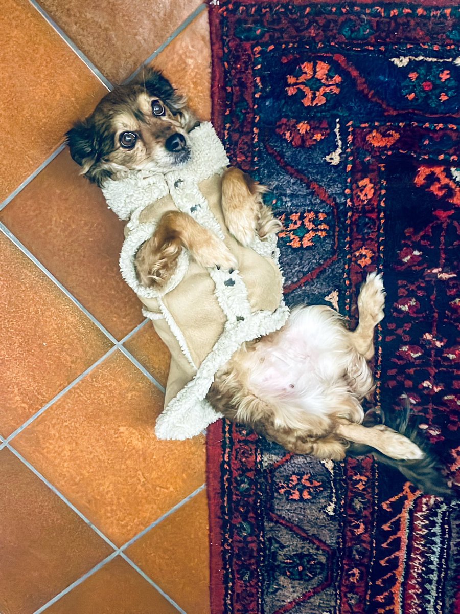 NMelottoImages's tweet photo. Fissa il tuo cane negli occhi e prova ancora ad affermare che gli animali non hanno un’anima.
(Victor Hugo) https://t.co/PZhx041dXQ