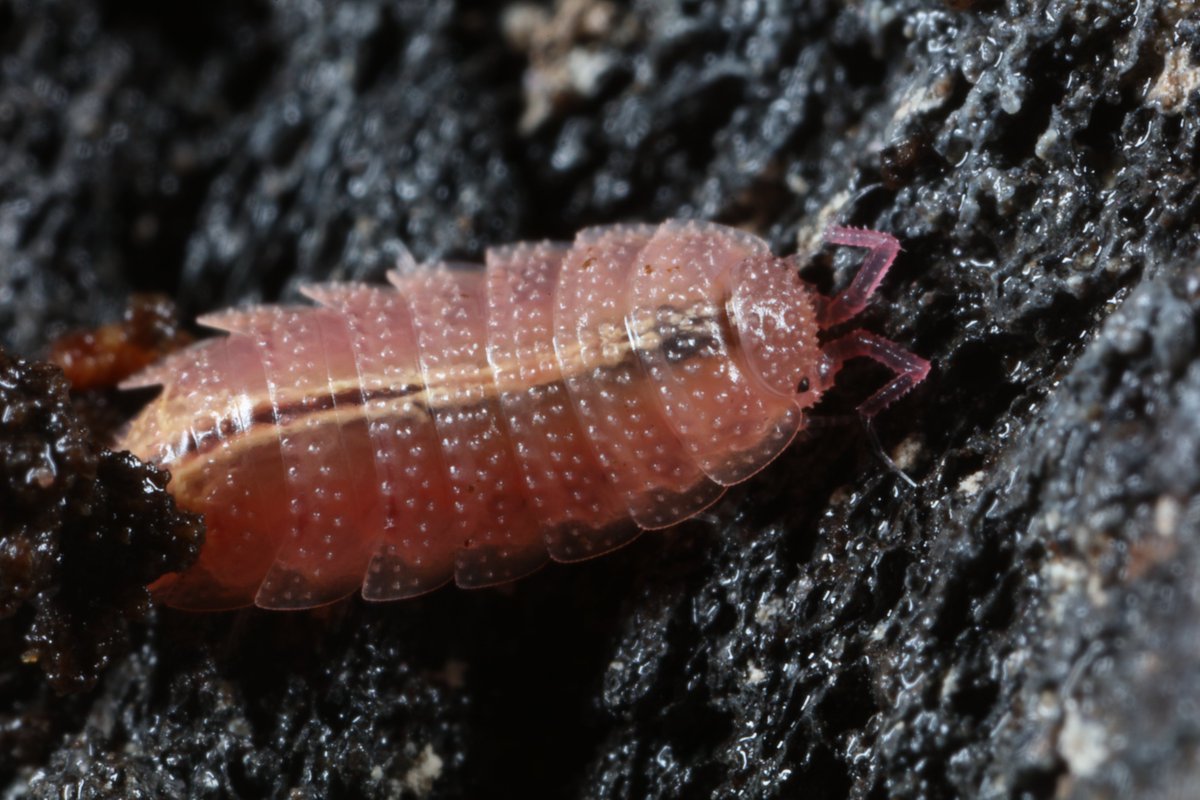 Some soil critters from today's walk along the Frome:
Rosy Woodlouse (Androniscus dentiger)