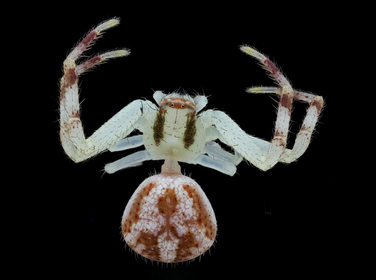 The Petit Four #Spider (Mecaphesa asperata) the first record for Prince George's County (back in the day).   This crab spider provides a little floral surprise.  It tucks into flowers and when visitors come to the nectar bar for a quick drink, nabs them and juices them up