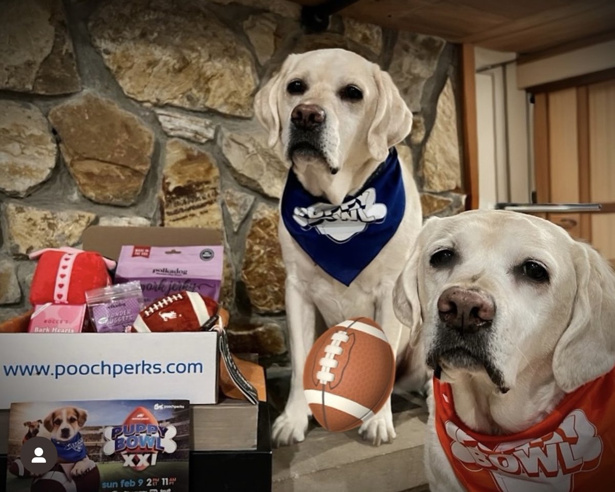 Woof! 🐶Puppy Bowls 🏈starts in less than hour!! Tune in @ 2pm EST @ Animal Planet!! Have a Pawsome time!!
#AnimalPlanet  #PuppyBowl  
@2rockstarlabs