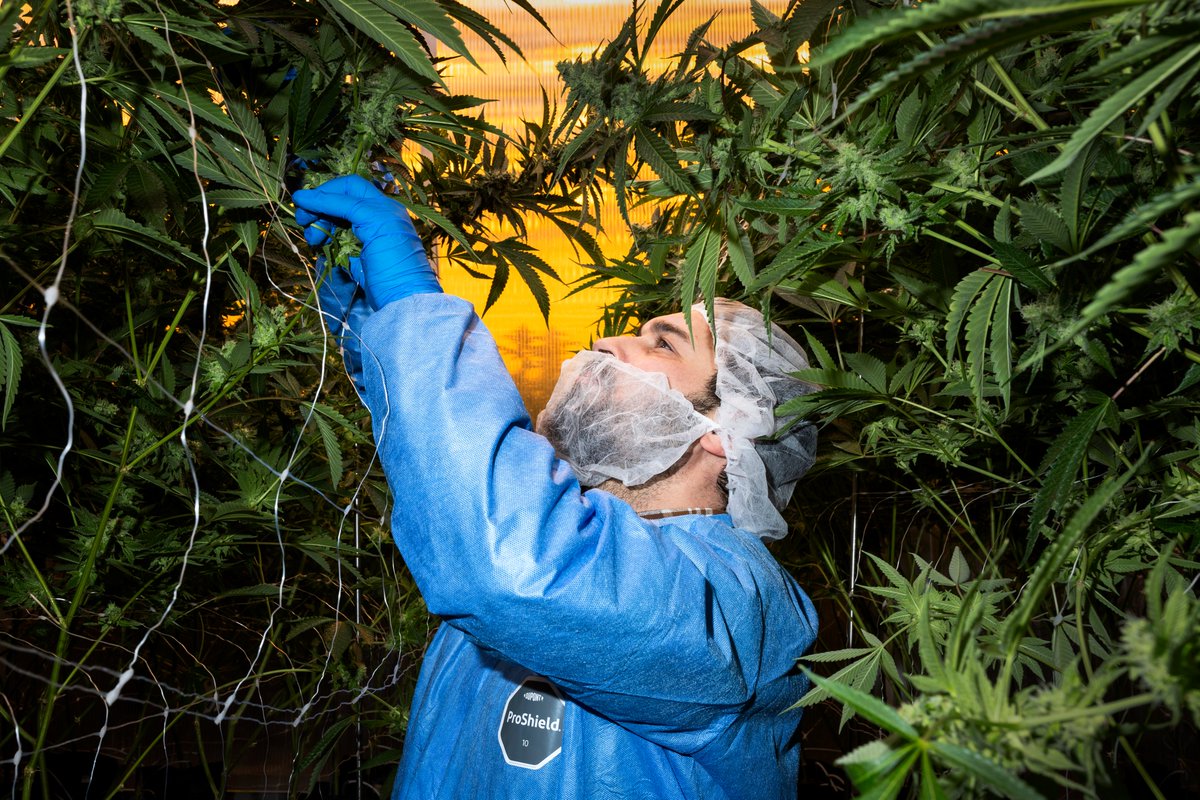 Some recent work with the <a href="/TorontoStar/">Toronto Star</a> - Canadian marijuana has a new cash generator: exporting the pot to less mature legal markets where there’s more demand for our weed

thestar.com/business/high-…