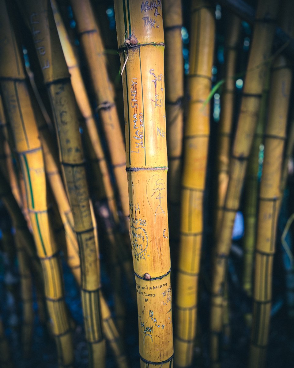 Jamzhouse's tweet photo. We need more of this! 🎋❤️ https://t.co/qZWZnZ4ZiV