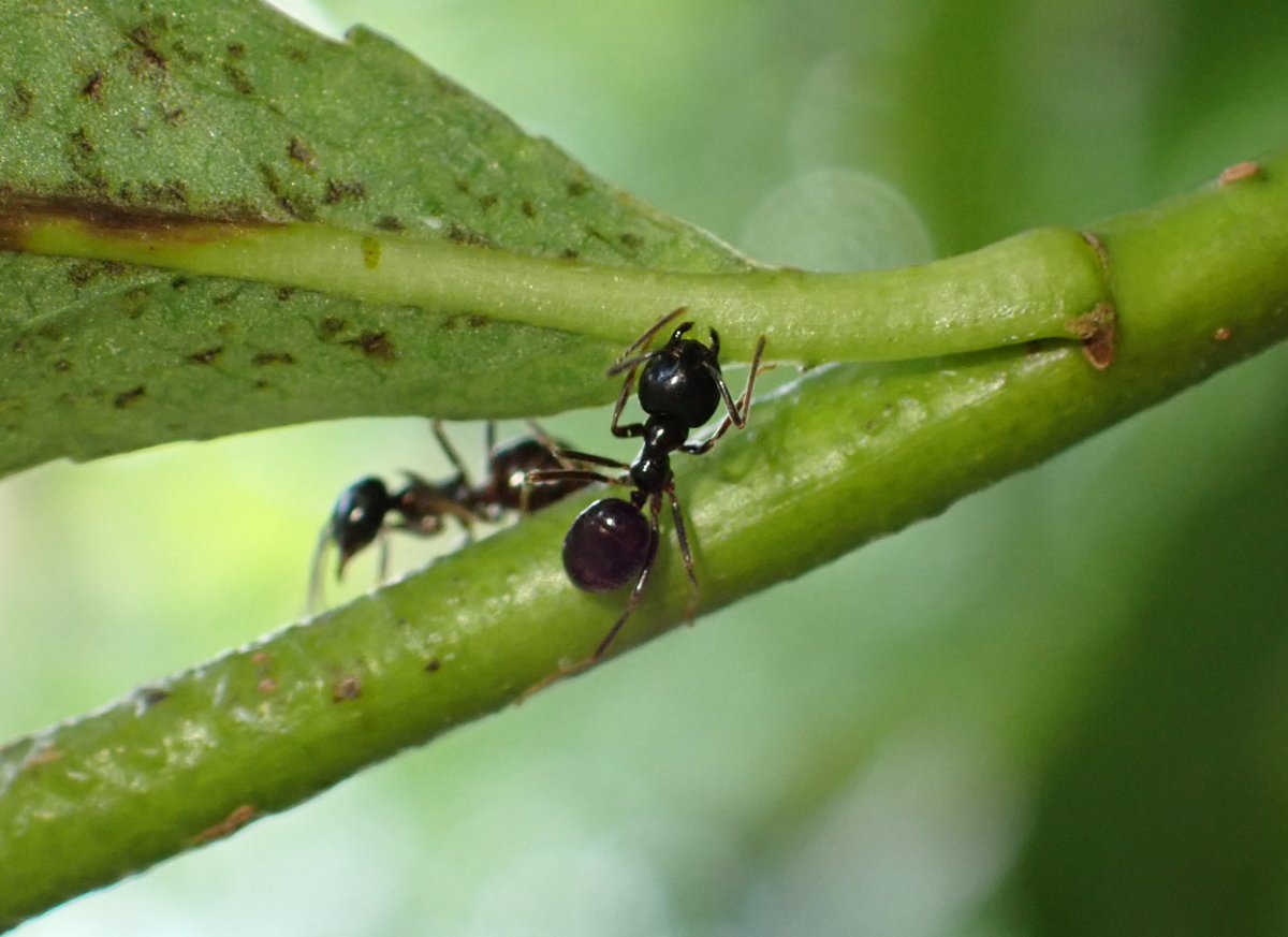 🪚 K zimnímu řezu jabloní na zahradě jsme přidali i řez vrb křehkých (Salix fragilis) vysazených na hranici pozemku. Vrby řežeme na hlavu, čímž vytváříme dutiny a štěrbiny ve dřevě i menší objemy mrtvého dřeva v různých fázích rozpadu. Ty jsou mikrostanovištěm různých druhů