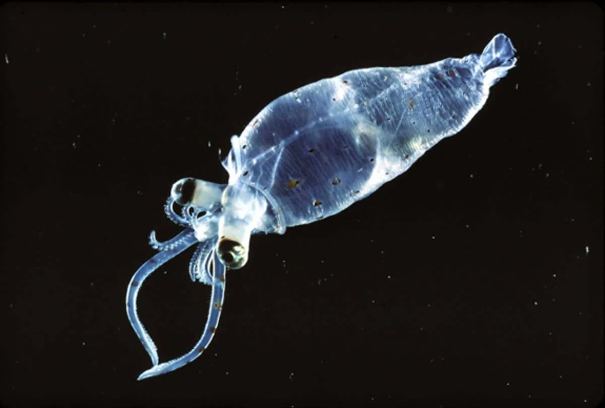 OgeeCircleman's tweet image. The Glass Squid: A Transparent Marvel of the Deep Sea ... myscrappydays.com/news.php?slug=… #GlassSquid #Teuthoweniapellucida #Deepseacreatures #Bioluminescence #Transparentsquid #Abyssalanimals #Oceanicwonders