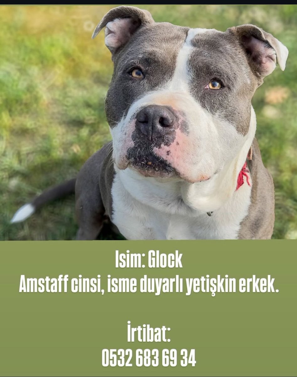 Sarıyer Bahçeköy’de kaybolmuş. Bulana 100.000 TL ödül verilecek.