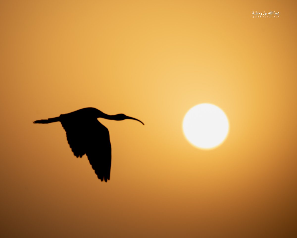 من الوصايا التي تصلح أن تكون منهج حياة وصية المتنبي :

فَما يَدومُ سُرورٌ ما سُرِرتَ بِهِ
وَلا يَرُدُّ عَلَيكَ الفائِتَ الحَـزَنُ