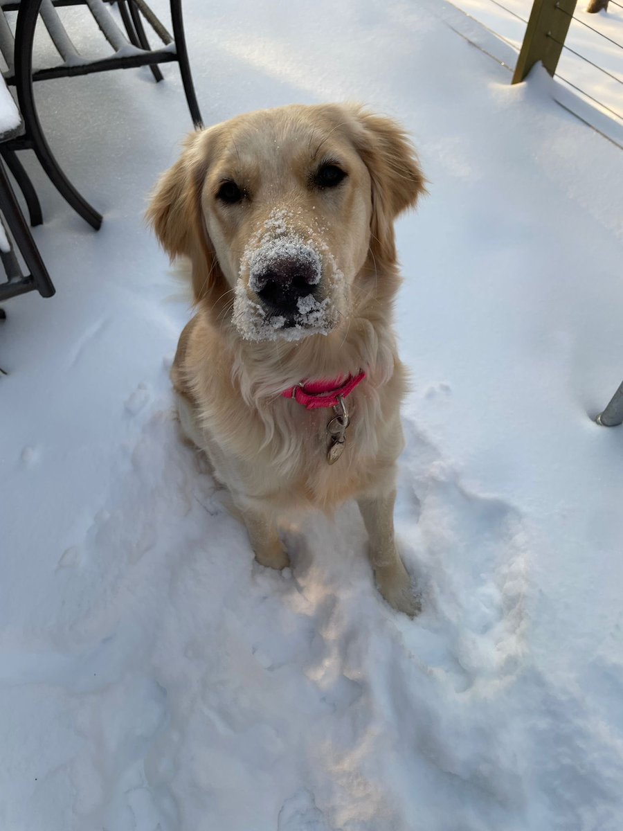 Matthew Lamons tweet media