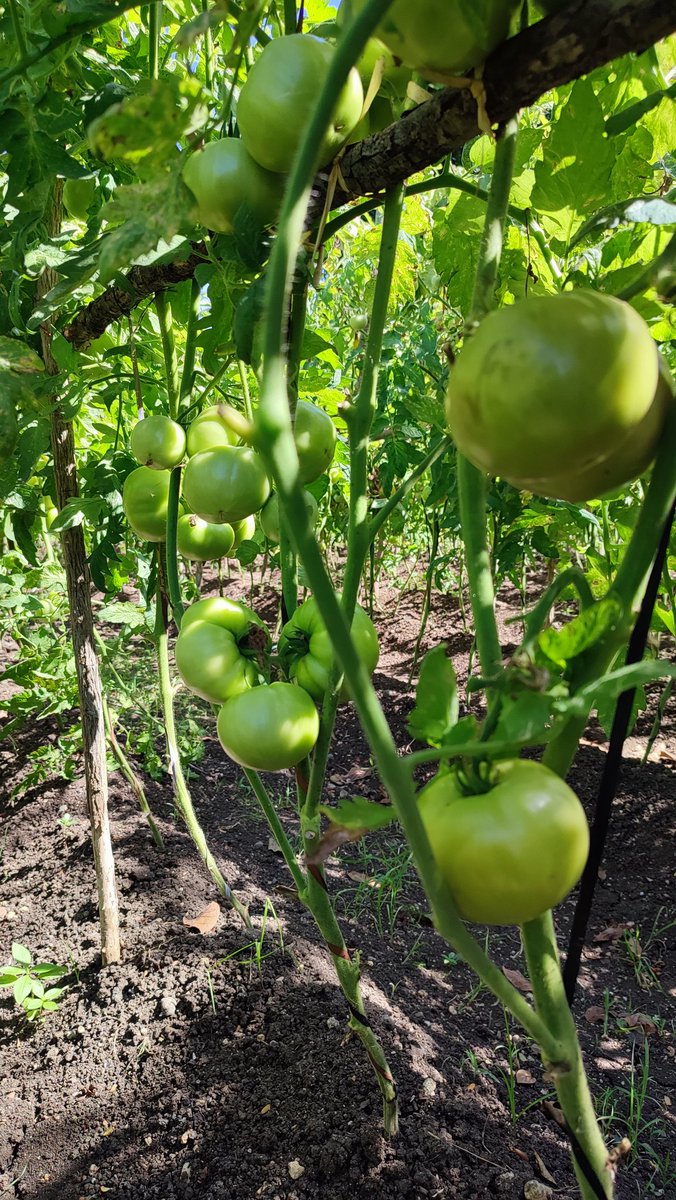 🌾🌱🥭#Manzanillo. Siempre es un gusto visitar a este sabio campesino, " La Hera" es un hombre de un corazón con la talla XXL, sin hacer mucho ruido su finca "Referencia Nacional" muestra una interesante experiencia que ha replicado en su comunidad. #ProvinciaGranma #SiempreEs26