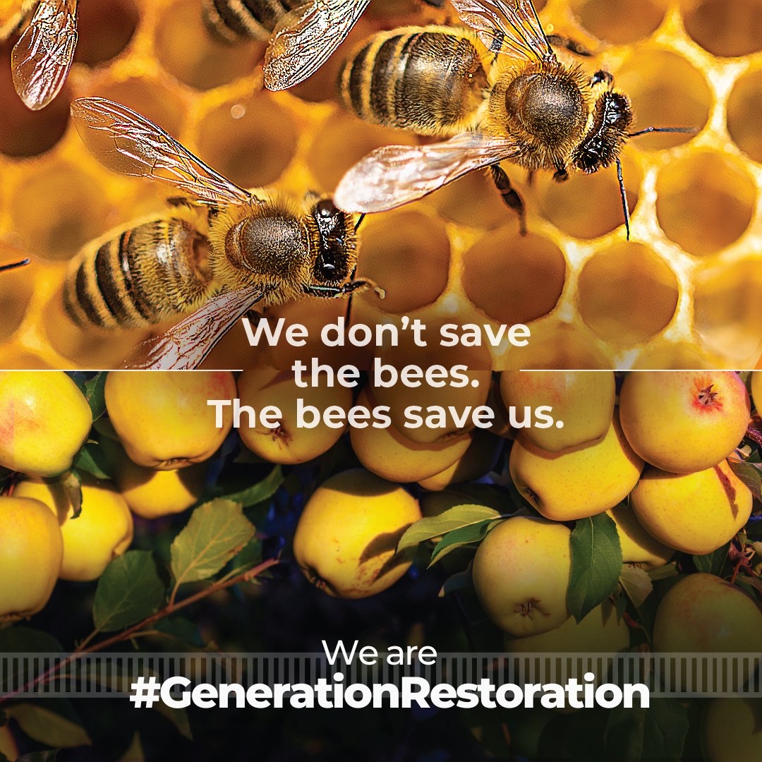 Our very survival depends on bees.

From food security to biodiversity – these tiny heroes are essential for nature &amp; humanity. But land degradation threatens their existence.

Join #GenerationRestoration &amp; create some buzz!

decadeonrestoration.org