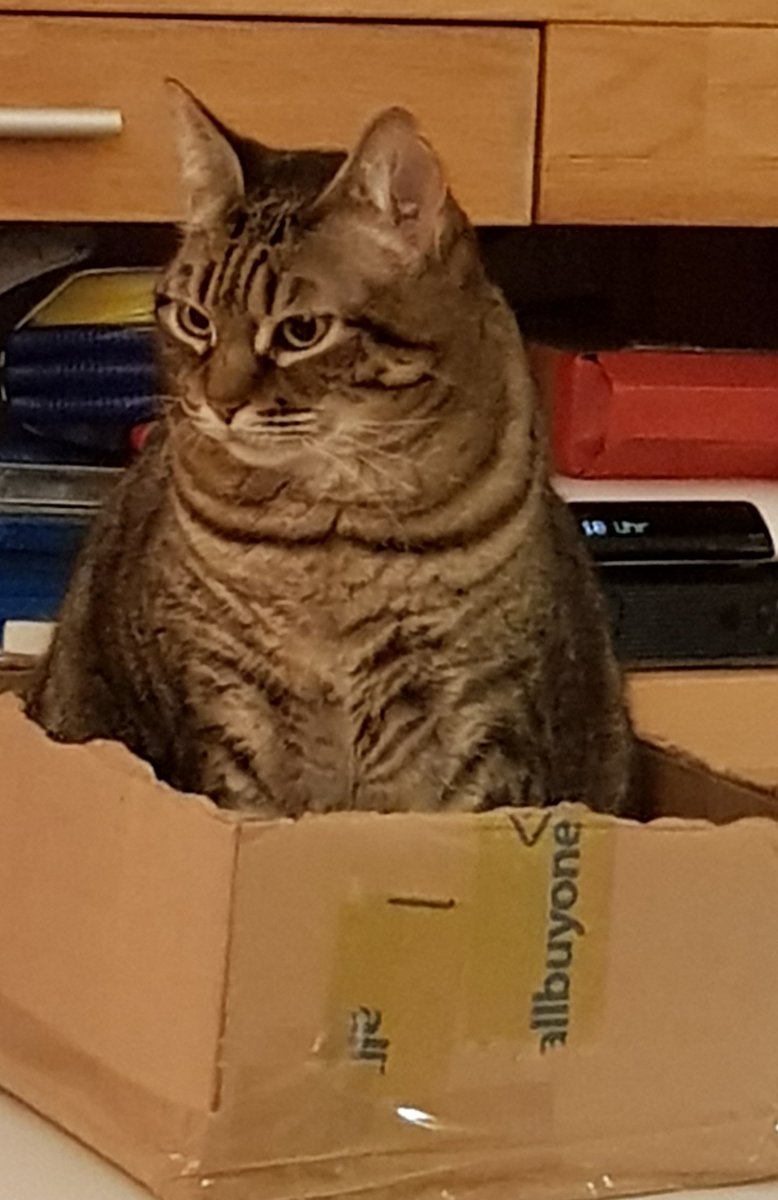 BenCalFil_A's tweet photo. Happy #catboxsunday to you fabmewlous #CatsOfTwitter 😽🐾😻 we wish yall a wonderpurr #SundayFunday full of joy and happiness ☮💗☀️ #AdoptDontShop #CatsAreFamily #BeKindAlways #XCats #CatsOfX #tabbytroop #PeaceOnEarth #sundayvibes #LazySunday https://t.co/CozNcAEOQn