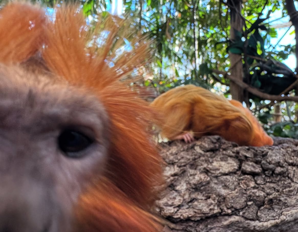 TheGreatestApes's tweet photo. golden lion tamarin monkey https://t.co/PhhqccLNcy