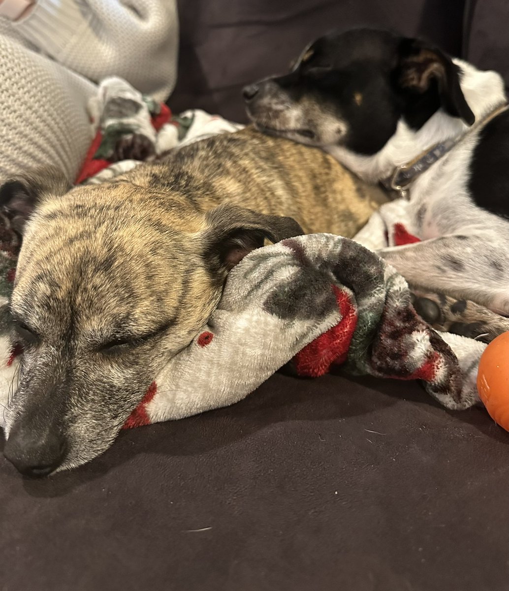 metfanjohn's tweet image. #PuppyBowl