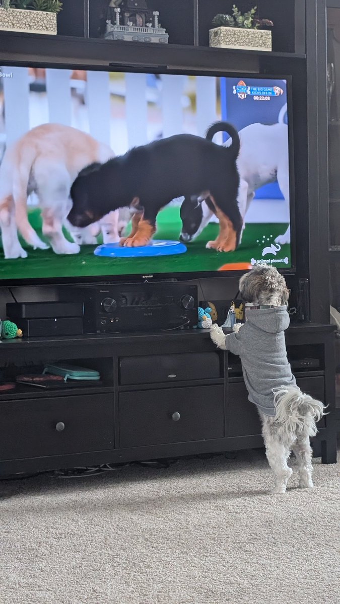 GabrielleH33452's tweet photo. We're ready for the #PuppyBowl https://t.co/mkVjWoAxCZ