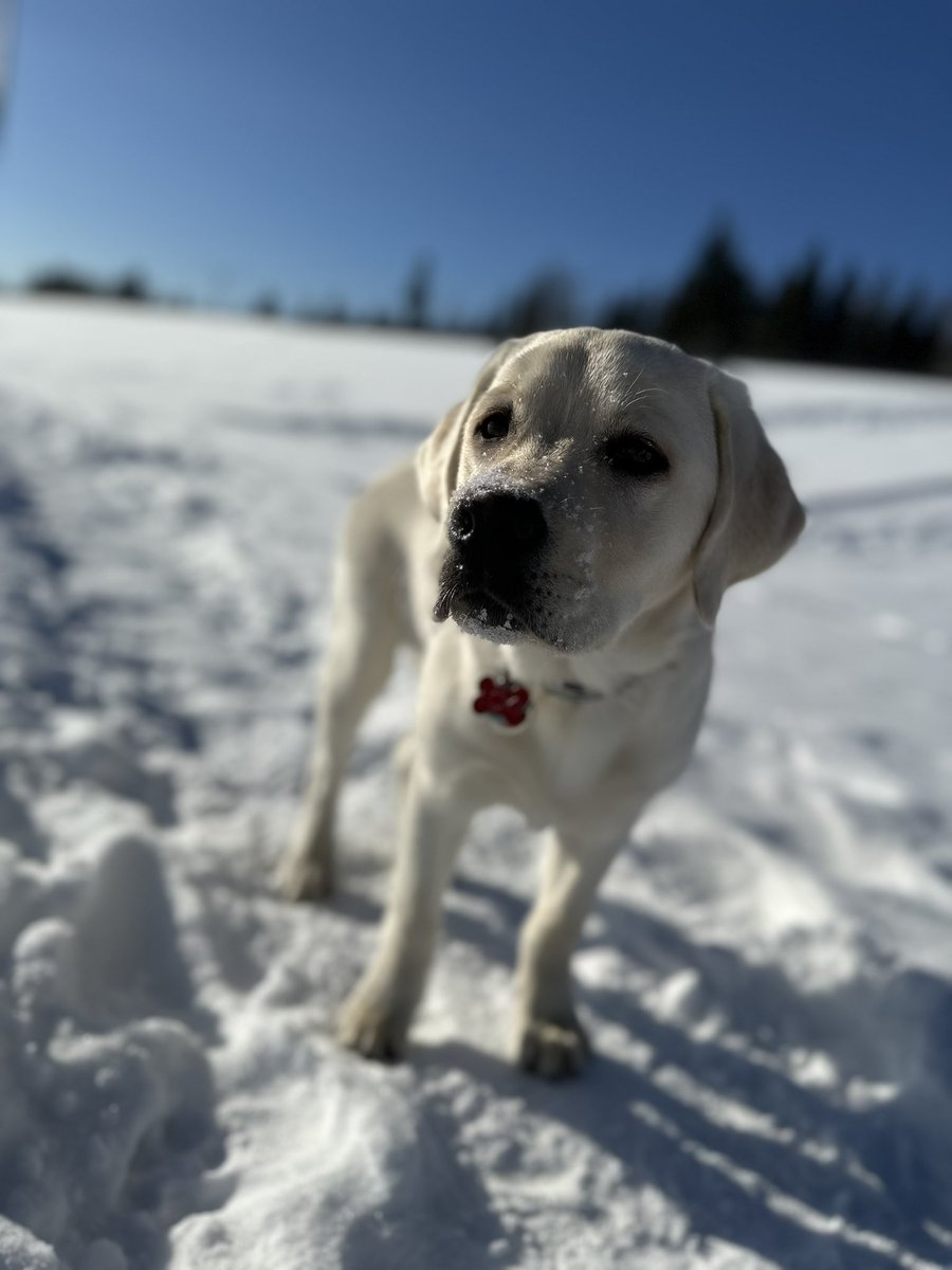 APawdgers's tweet photo. It’s -23° and this little guy loves it…but that’s why his middle name translates to “Ice Bear”. Little beauty! Woof🐾 https://t.co/Meyguxqy3S