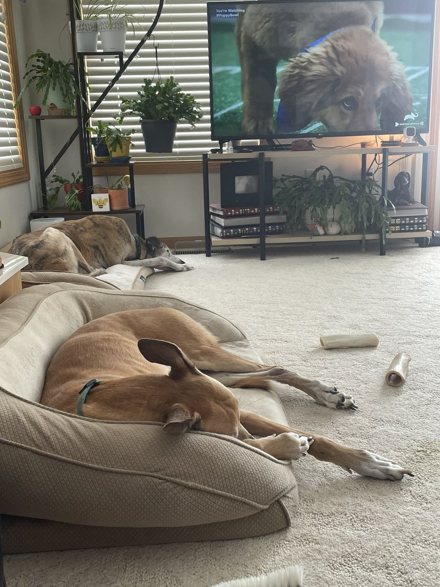 GoTeamWesley's tweet image. Until Trixie gets in the @AnimalPlanet #PuppyBowl, these two are taking it easy. #retiredlife #rescuedgreyhounds