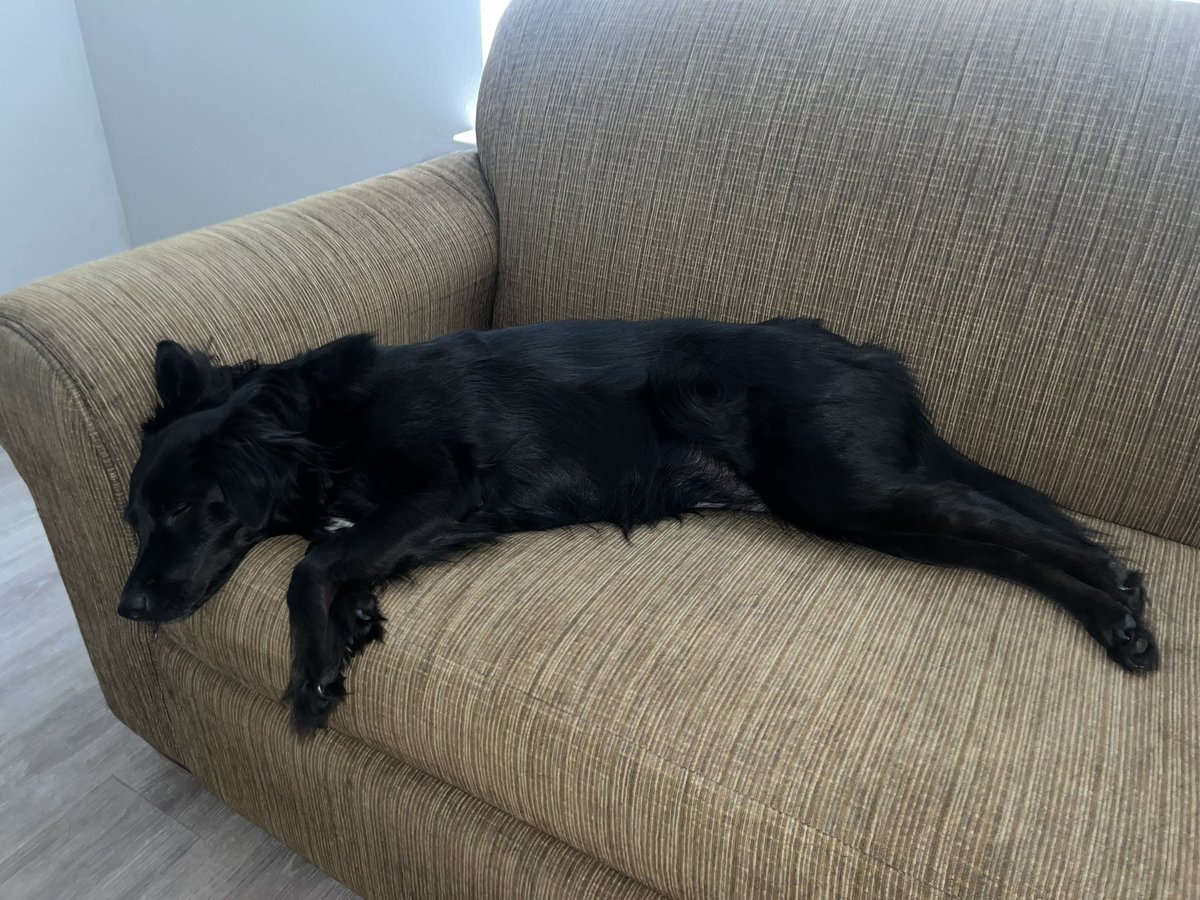 robertstoner28's tweet photo. Stella on her very own couch enjoying the #PuppyBowl rooting for team Fluff https://t.co/Y3mxiQVVJ6