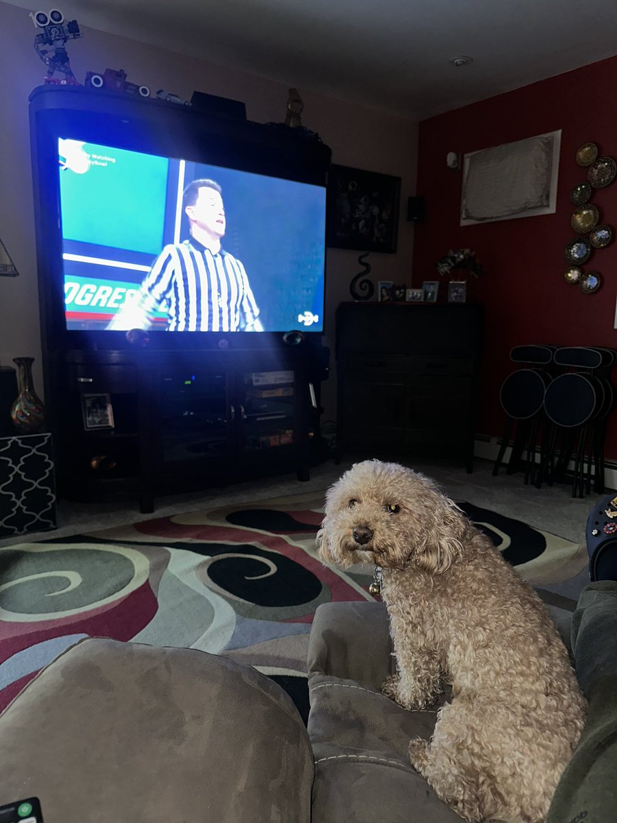 xjeslyx's tweet photo. he is obsessed with the #PuppyBowl https://t.co/UqvxVrIlof