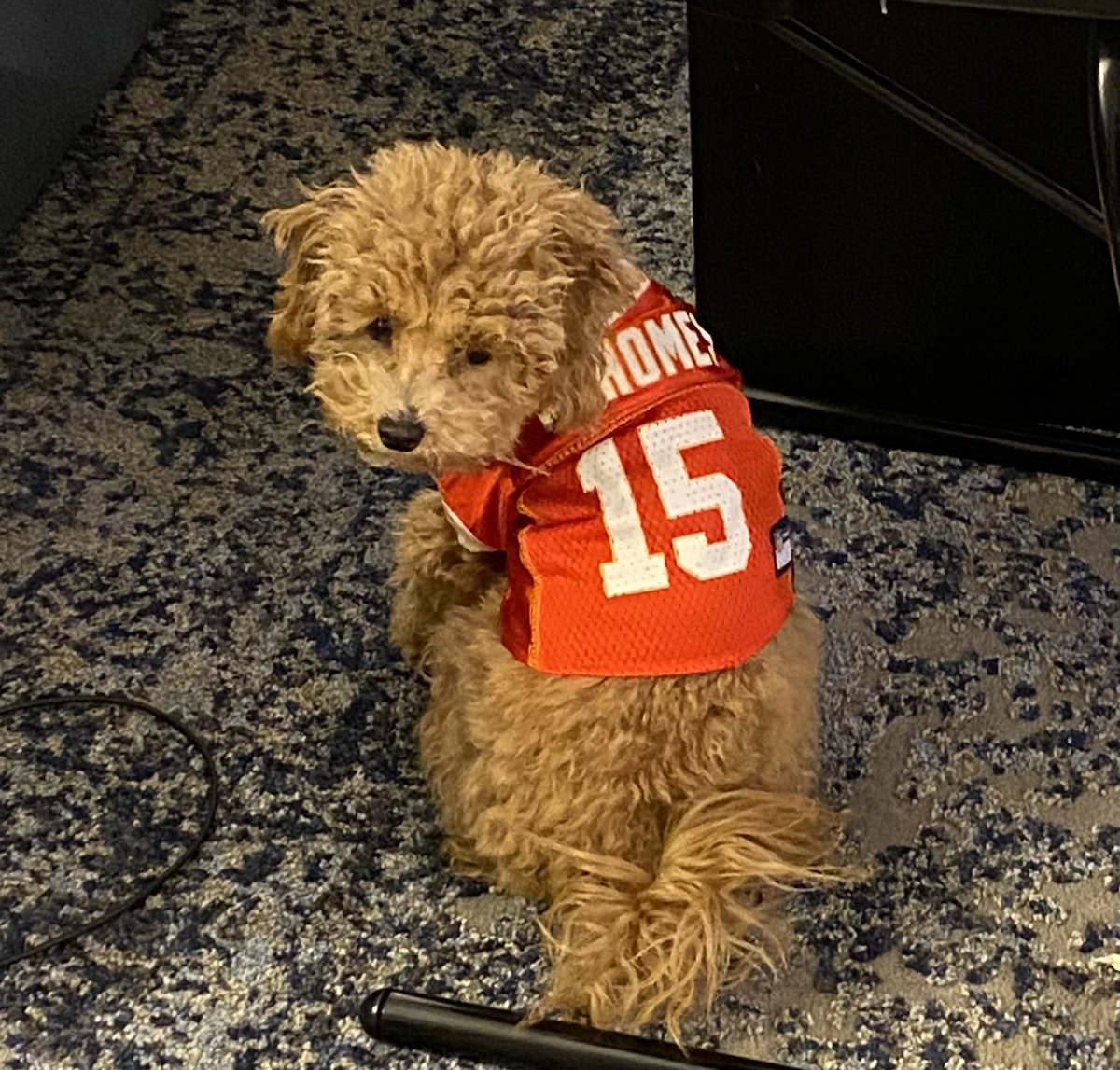 jbedell's tweet photo. Maya - toy poodle. Dressed as Mahounds #PuppyBowl https://t.co/lbGSFPzqLp