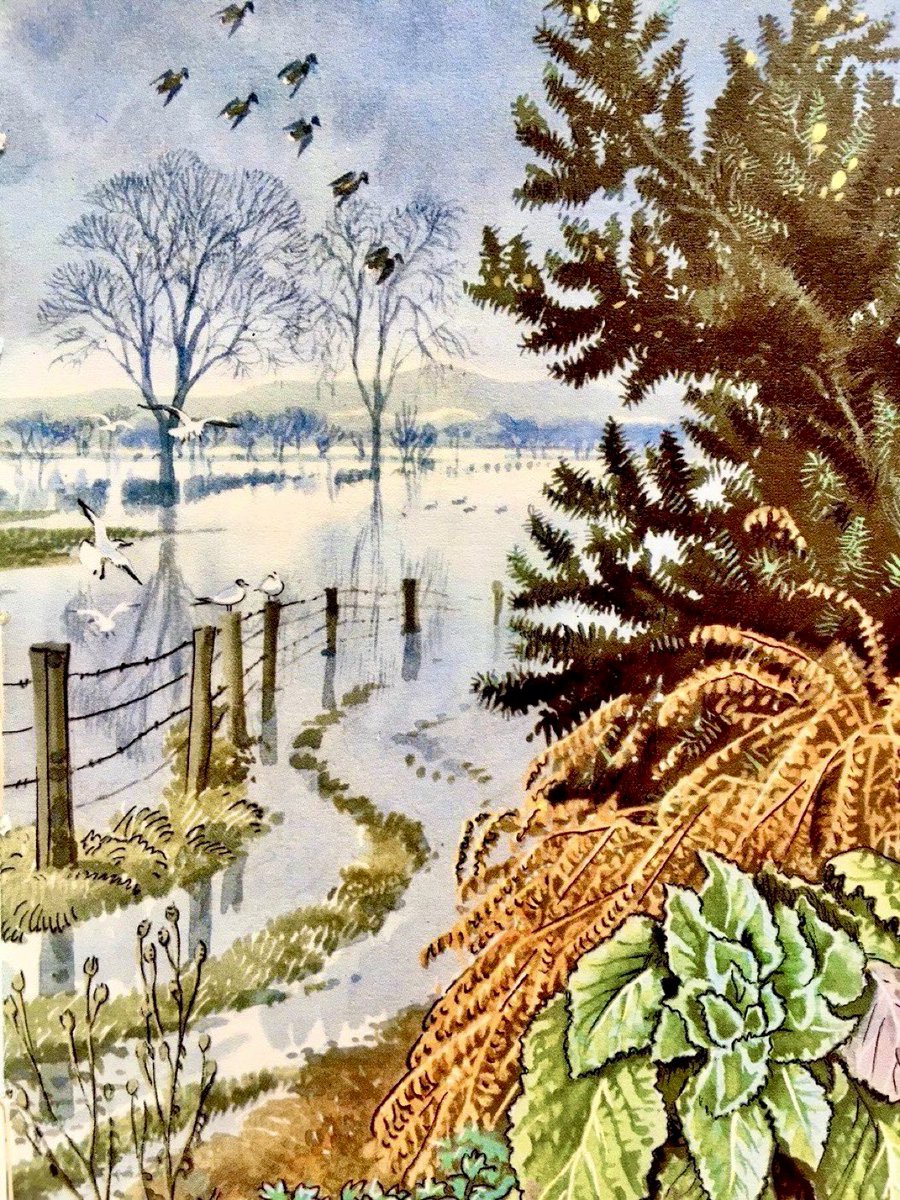 LBFlyawayhome's tweet photo. “Heavy rains that often fall in February have flooded the low-lying meadows in the broad valley.”
‘What to Look for in Winter’, 1959 
Artist: CF Tunnicliffe 
Writer: EL Grant Watson https://t.co/vhzfubAbj7