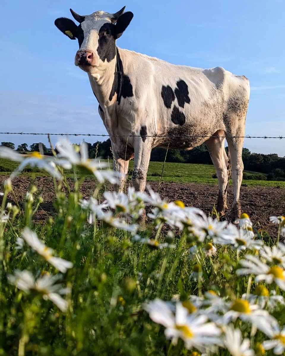 Addy_arjunaidi3's tweet image. 🤗🤗On the farm, you can raise poultry and livestock, providing fresh milk, Angus beef, meat, and other products. It helps ensure high-quality food and supports sustainable farming practices #Weekend #Farm #DairyCows #GreatAmerica #NewBraunfels #Texas #Farming #Steak