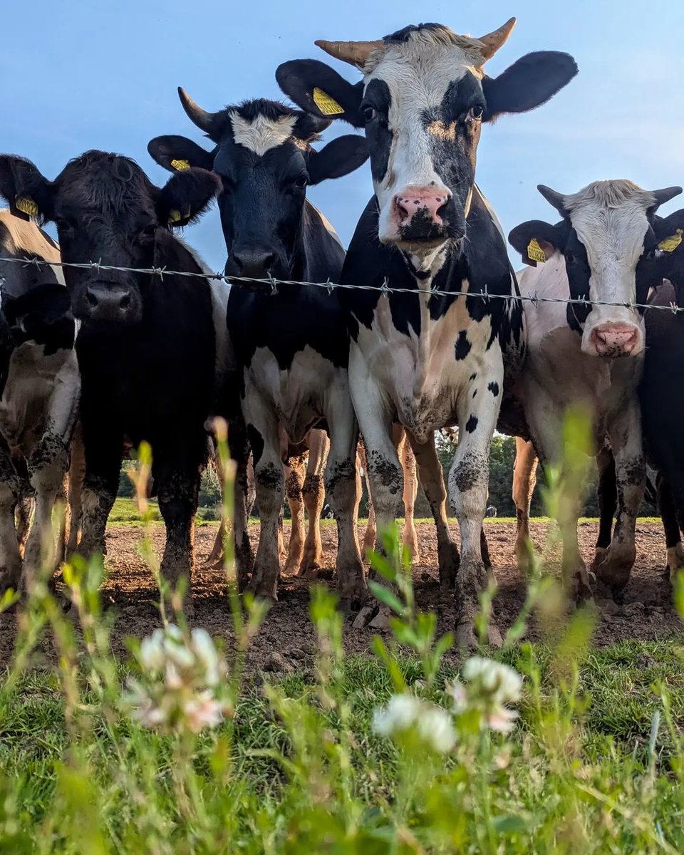 Addy_arjunaidi3's tweet image. 🤗🤗On the farm, you can raise poultry and livestock, providing fresh milk, Angus beef, meat, and other products. It helps ensure high-quality food and supports sustainable farming practices #Weekend #Farm #DairyCows #GreatAmerica #NewBraunfels #Texas #Farming #Steak