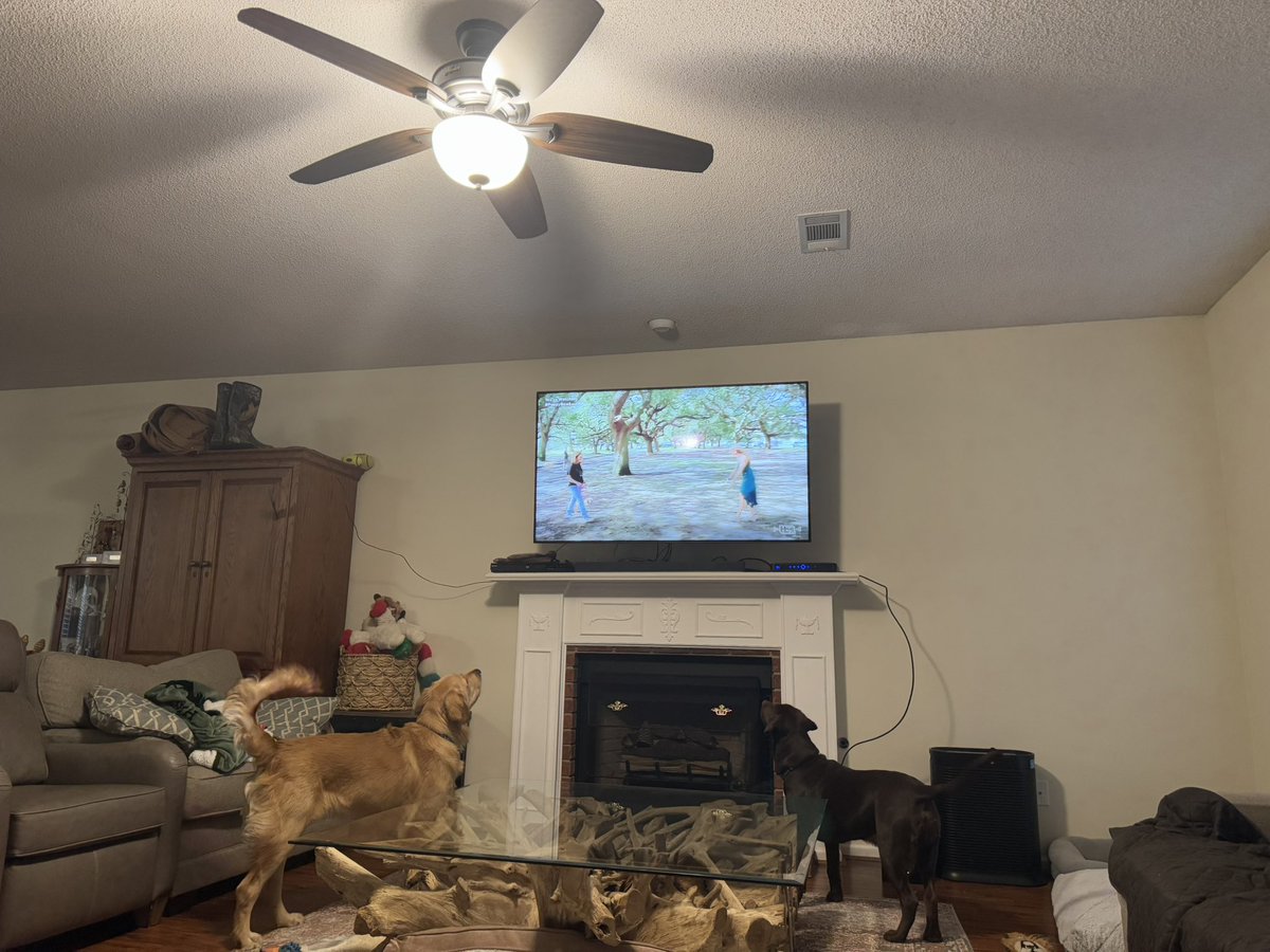 Gunny and Mousse watching the #PuppyBowl <a href="/AnimalPlanet/">Animal Planet</a>