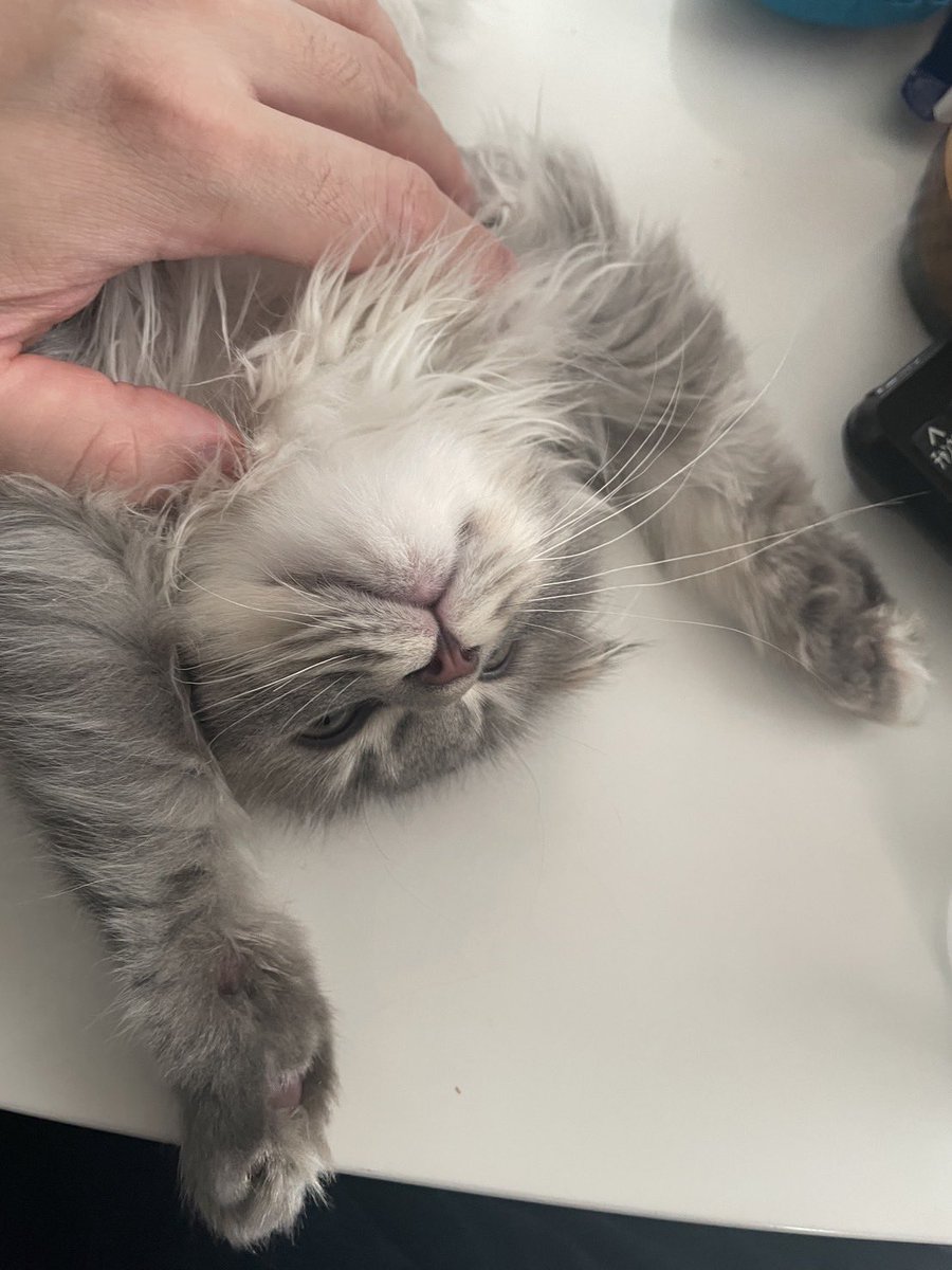 hellmelich's tweet image. かわいすぎ