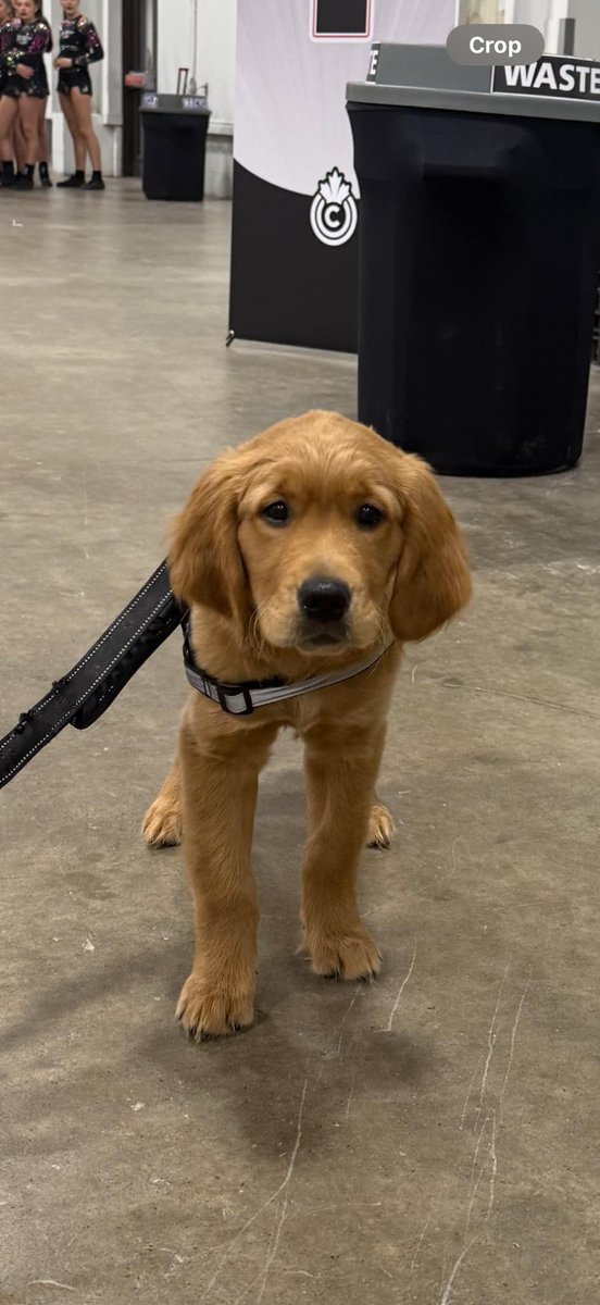 We took Winston to Ontario’s yesterday. He met so many people in the practice gym on their way to the main floor! 

He visited coaches in the coaches room and got lots of love from athletes in the hall. Happy to bring lots of smiles to so many people!
