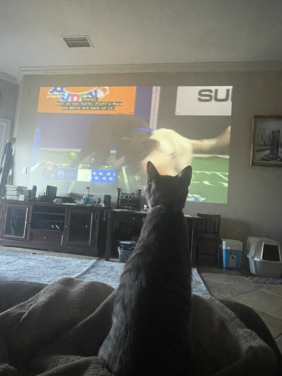 Waiting for the kitty half time show! #PuppyBowl 🐾🐱