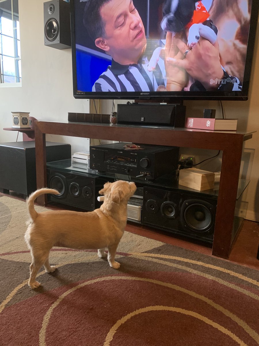 baddbart's tweet image. Fraggle enjoying #PuppyBowl