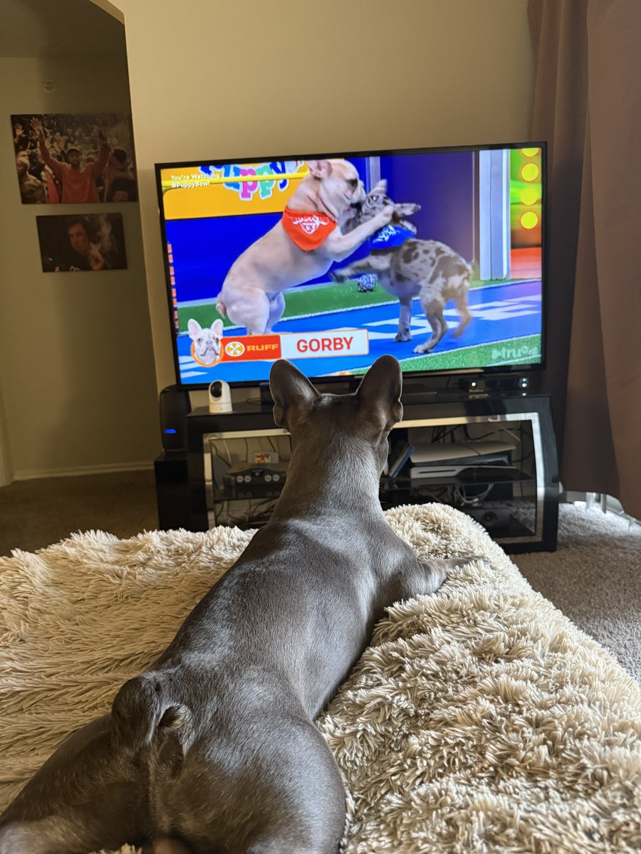 danielbrawner's tweet image. Juice is locked in #PuppyBowl