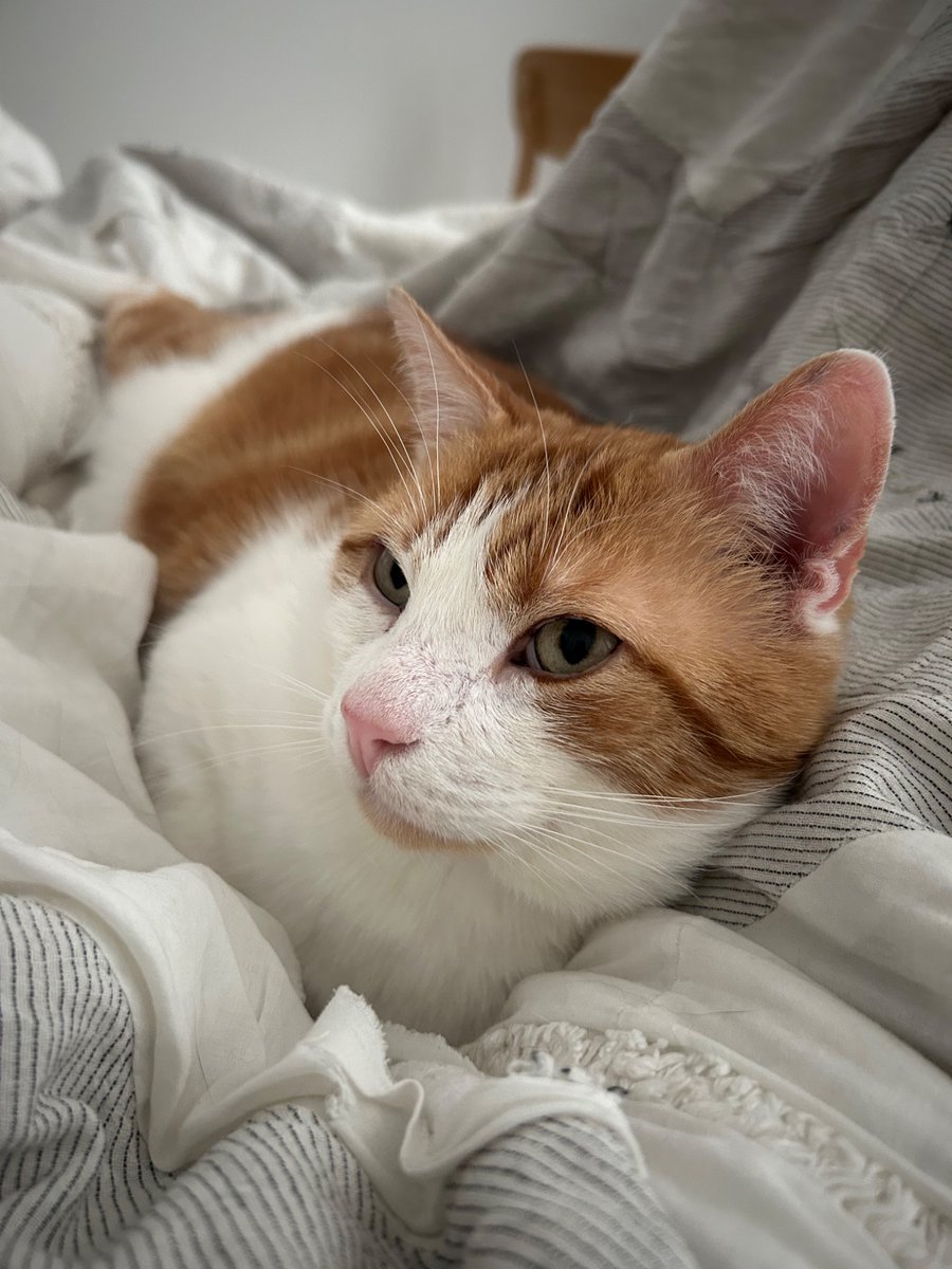 timeline cleanse! goodbye push notifications about politics, hello sunday naps