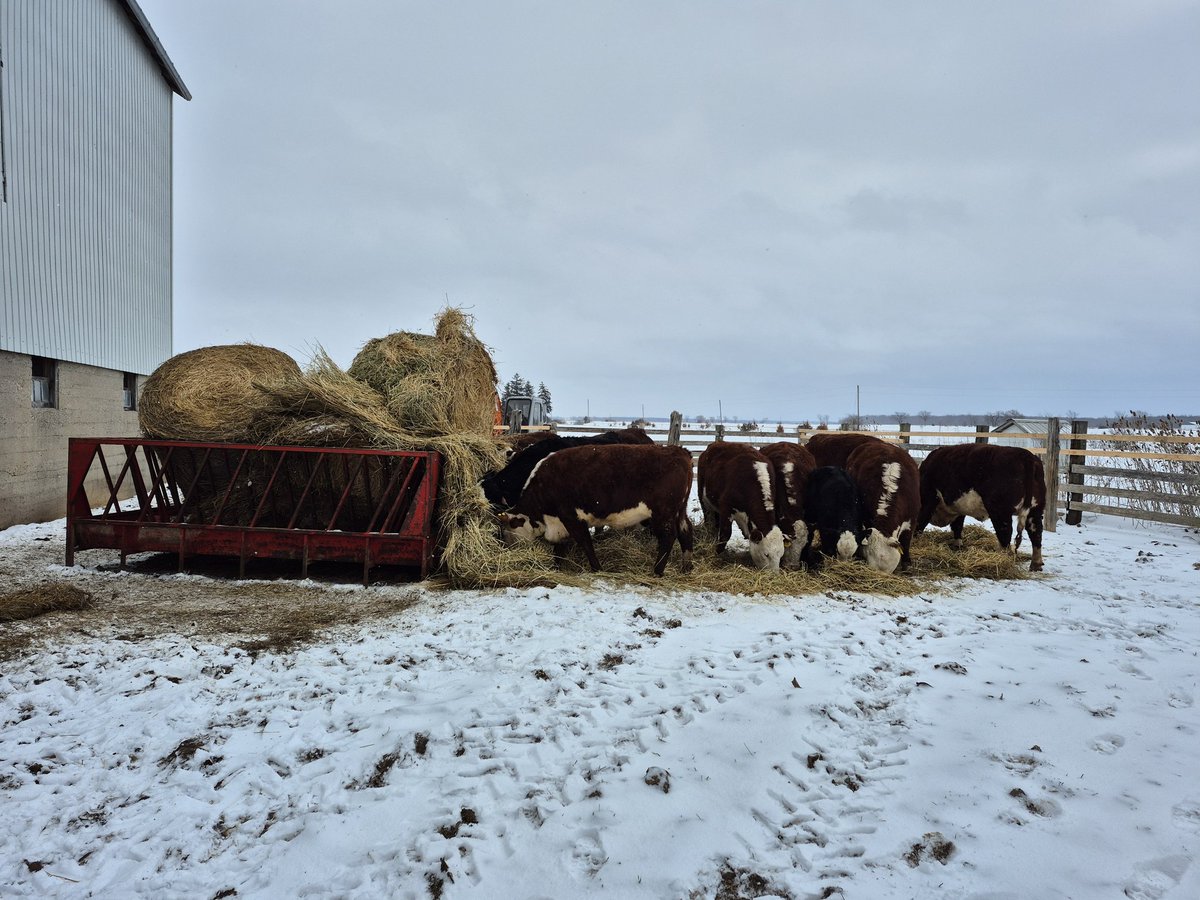 BirnamPork's tweet image. I would rather watch cows than the #SuperBowl #IsaidwhatIsaid