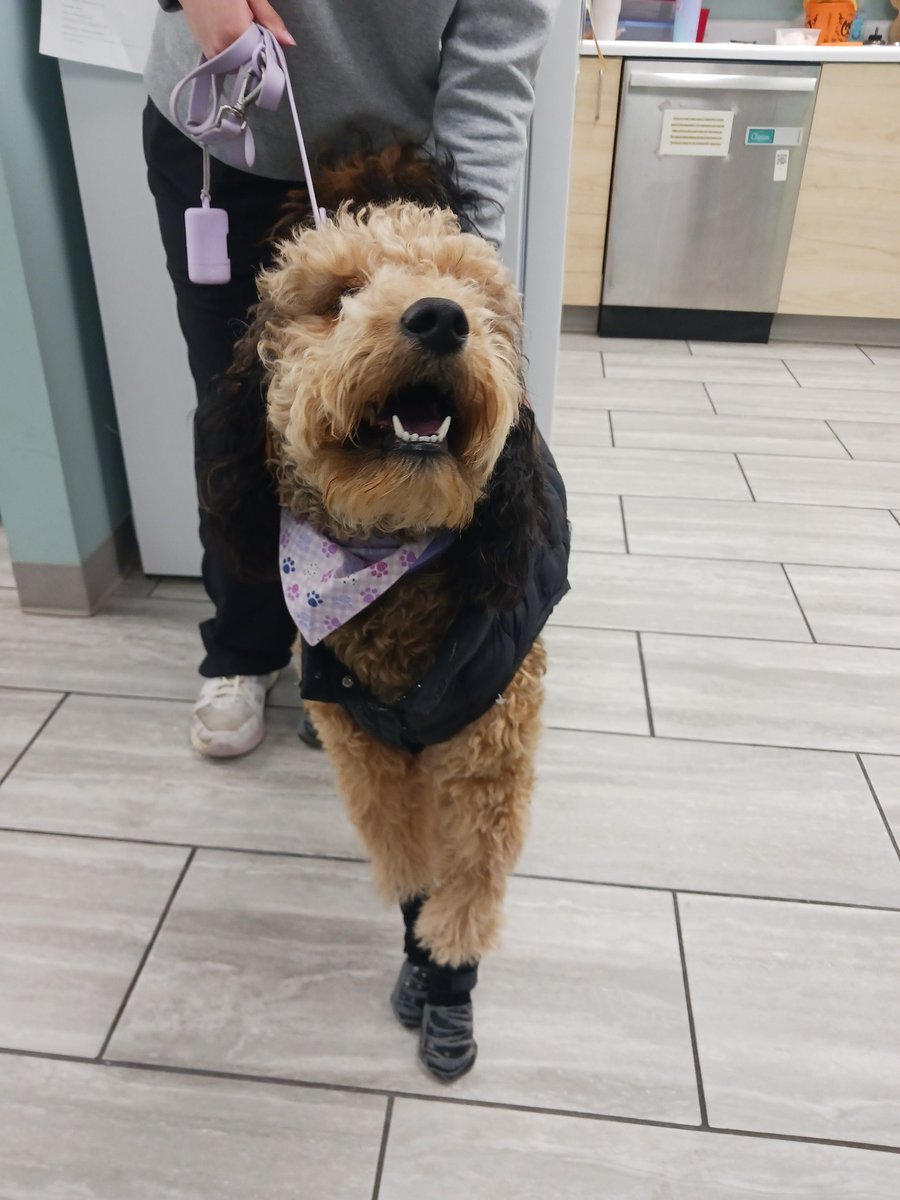 "And modeling the latest fashion trends in winter wear is Mitsuki!"

This gorgeous 1 year old Goldendoodle came to see us recently for her heartworm test. She was stylin'!

Can't wait to see what you wear next time, Mitsuki! 🐶❤️🐾