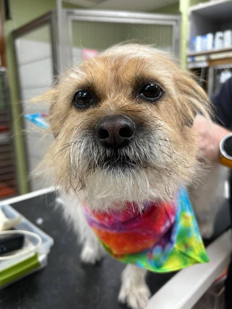 This adorable pup is Pippa Marie 🐶❤️🐾

She's a 3 year old Terrier mix who is a regular patient of ours, and came in recently to be groomed. She's the sweetest and we love when she visits.

We ❤️ you, Pippa Marie!
