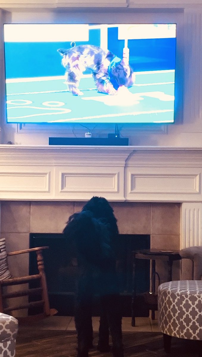 Big Kevin loves watching the puppies!