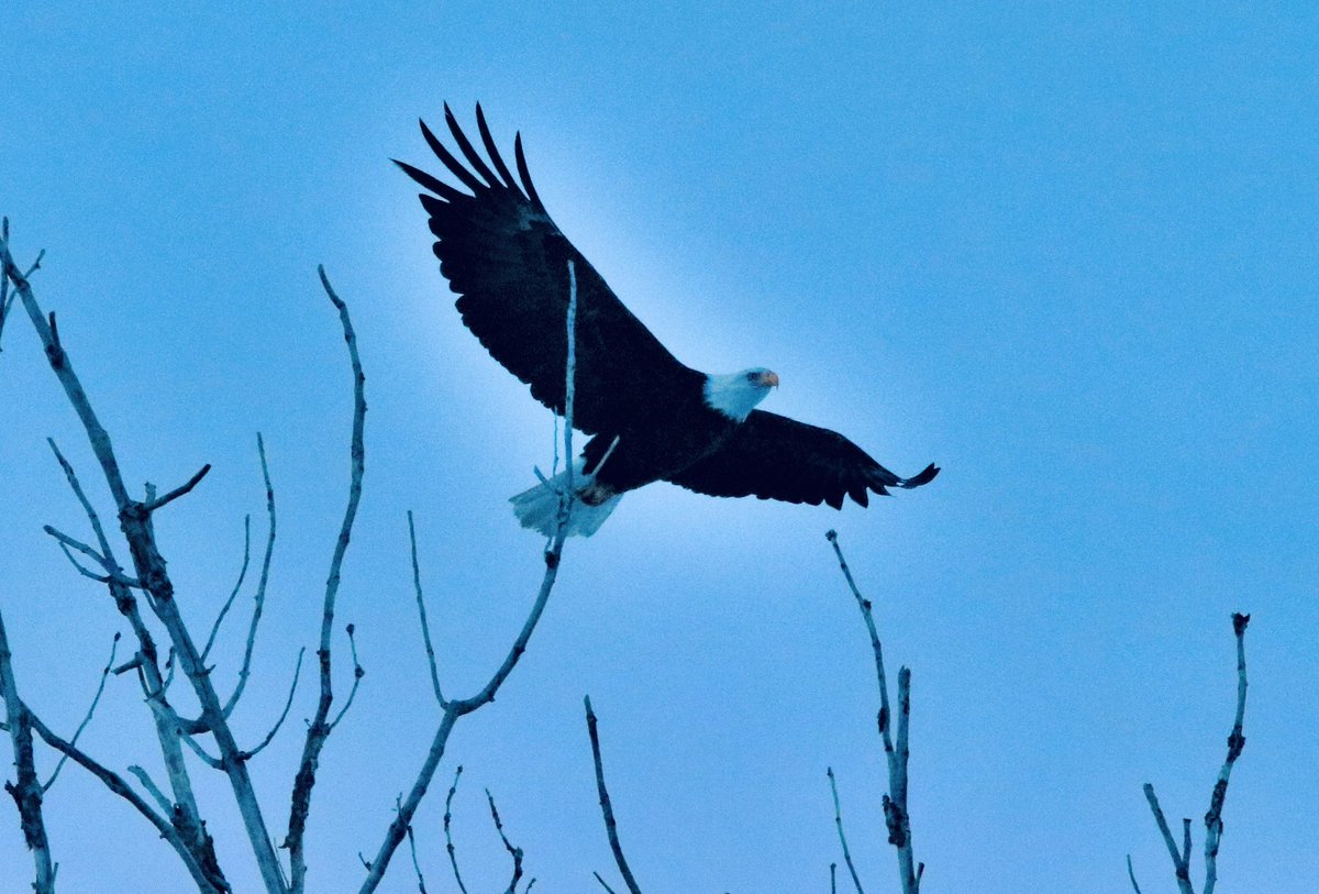 Eagle kind of day … Philly Eagles