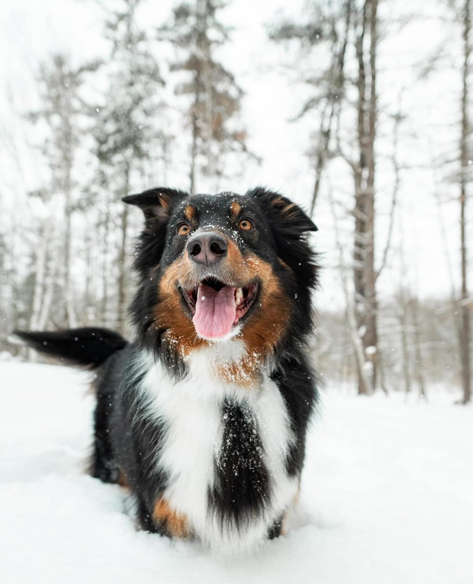 WMUR9's tweet photo. There's nothing better than a New Hampshire snow day! This pup's ready for all the winter fun.โ๏ธ๐ถ
๐ธ: Katherine Mary \ u local
.
.
.
.
.
#nh #newhampshire #winter #snow #snowstorm #snowdog #newhampshirelife #nhwinter #wintervibes https://t.co/qvEh1apLC0