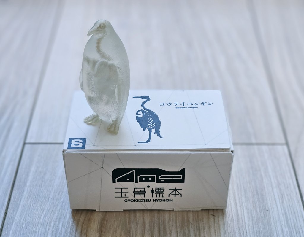 13imi's tweet image. 🐧ワンフェス購入品
吉本アートファクトリーさん
玉骨標本「コウテイペンギン」

フルカラー3Dプリンター出力品。スモーク状態ですが磨くとピカピカ透明に！カラー版もあったけど骨らしい白版にした。ペンギンの中で畳まれた脚の骨が好き。研磨セットも一緒に購入。磨くぞ！
#WF2025W
