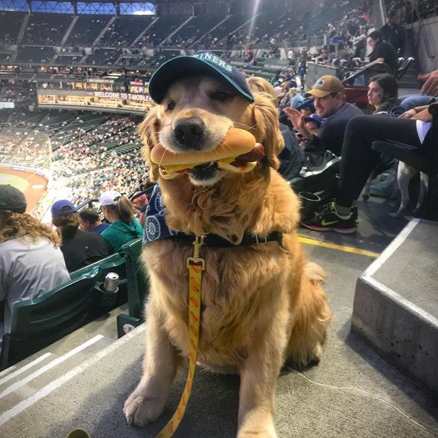 Puppieslover's tweet photo. https://t.co/M4ILkeExUB