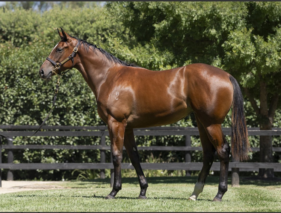 Cassar Racing tweet media