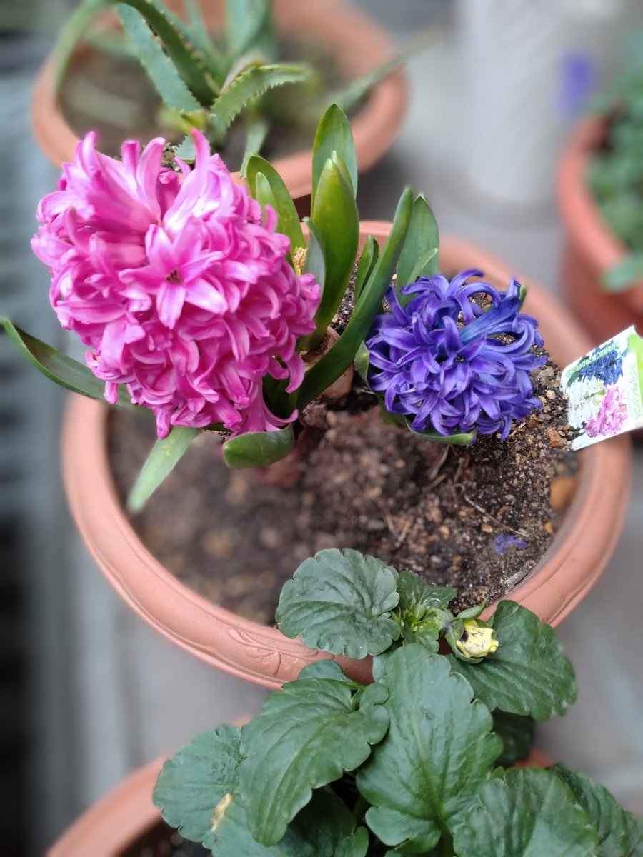 あれ？昨日の昼下がり花探しの帰り信号の無い横断歩道で１台の車に行って貰おうと待って反対から来る車にも気を取られているとどちらも止まってくれて運転席からどうぞの合図…それだけただそれだけで嬉しい気持ちになりました…おはようございます皆様今日もお元気で良い１日をお過ごし下さいね